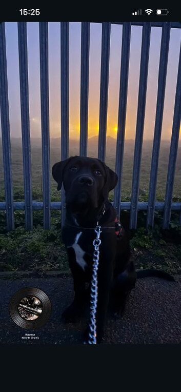 Cane corso