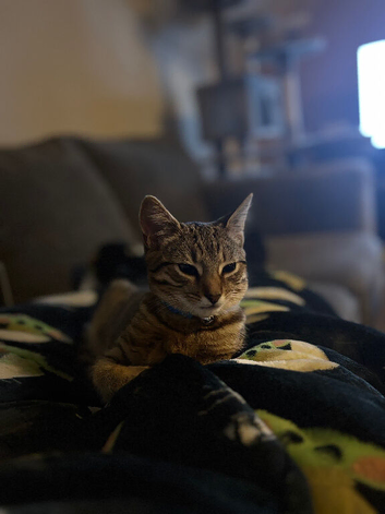 Caramel - mixed bengal