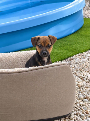 Jack Russell x Chihuahua puppies