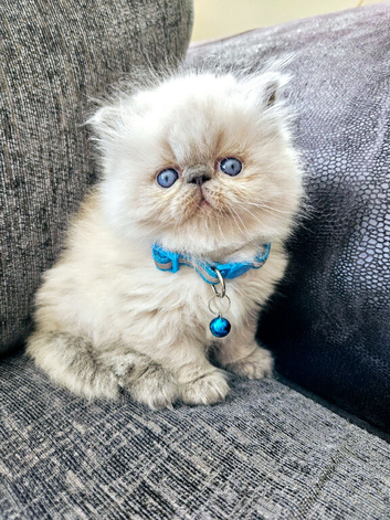 Stunning Pedigree Persian Kittens