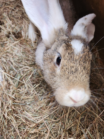 Continental giant bunnies
