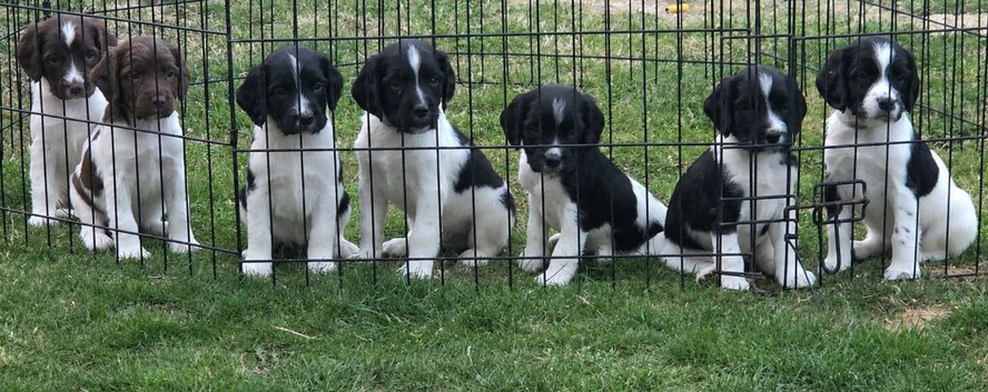 KC REGISTERED ENGLISH SPRINGER SPANIELS