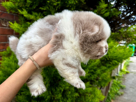 Exotic rare colour  bear face chow chow puppies