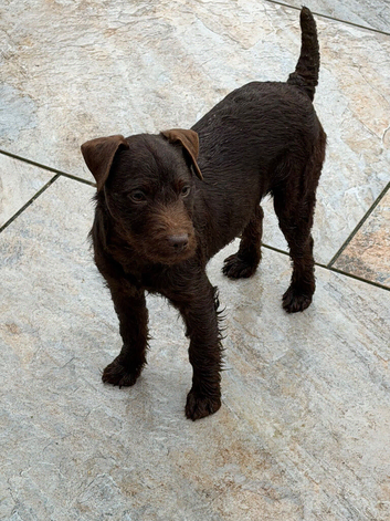 Patterdale bitch