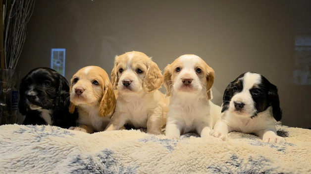 Cocker spaniel puppies
