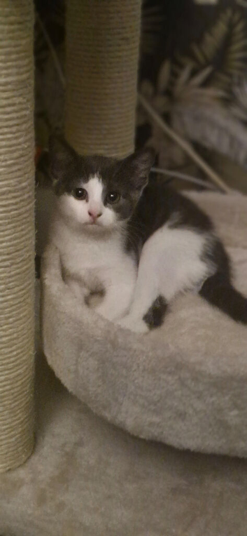 Kitten for rehoming