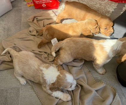 Cocker spaniel puppies