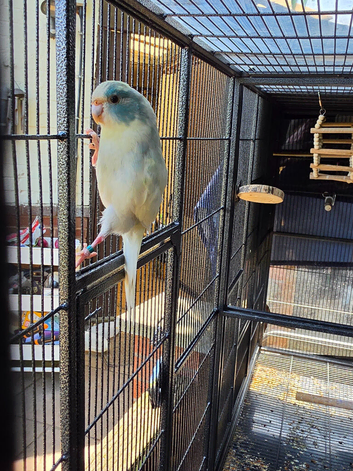 6 month old blue split  kakarikis