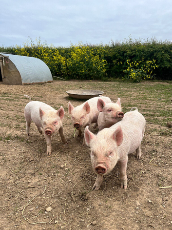 Middle white x Gloucester old spot weaner&rsquo;s