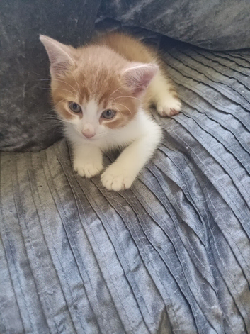 Kittens