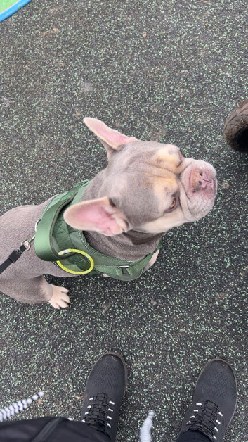 Kc registered needs new home