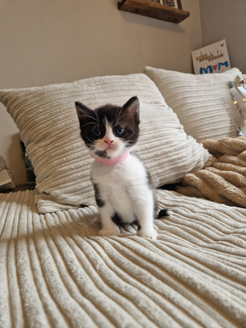 Tuxedo kitten 1 female