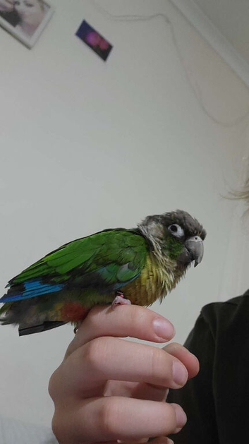 Semi-Tame Green Cheek Conure For Trade For Tame Cockatiel