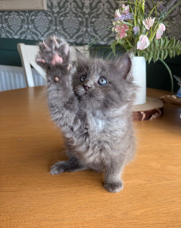 Stunning Ragcoon kittens