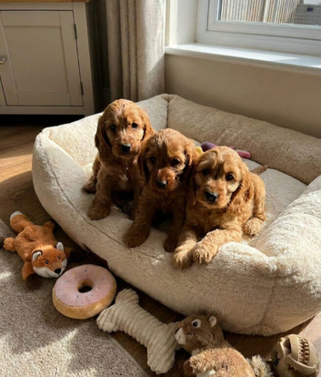 Cocker spaniel puppies