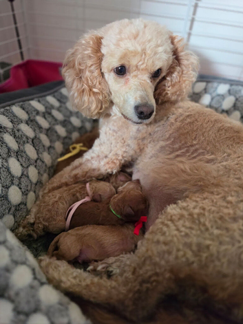 Beautiful Litter of 7 F1B Cavapoo puppies