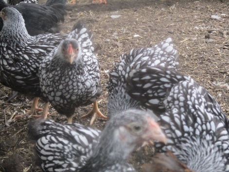 Silver Laced Wyandotte bantam pullets