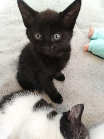 males kittens for sale