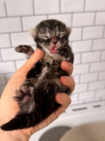 3 kittens for Sale