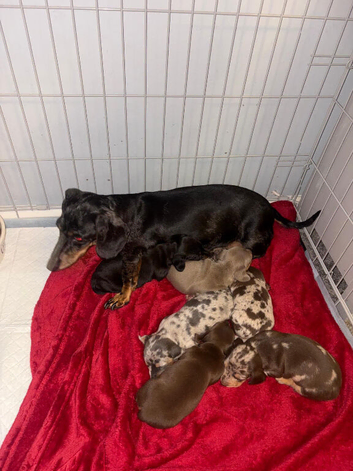 Tiny miniature dachshund