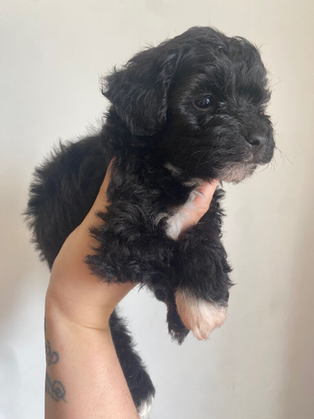 Toy cockapoo puppies