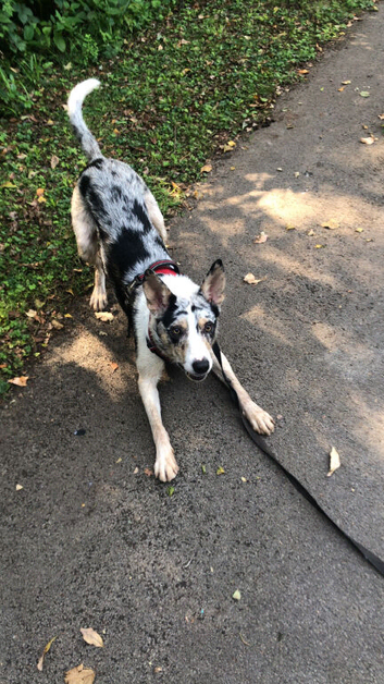 Merle border collie