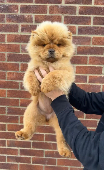 one chocolate chow chow girl available