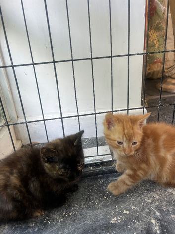 Kittens For Sale