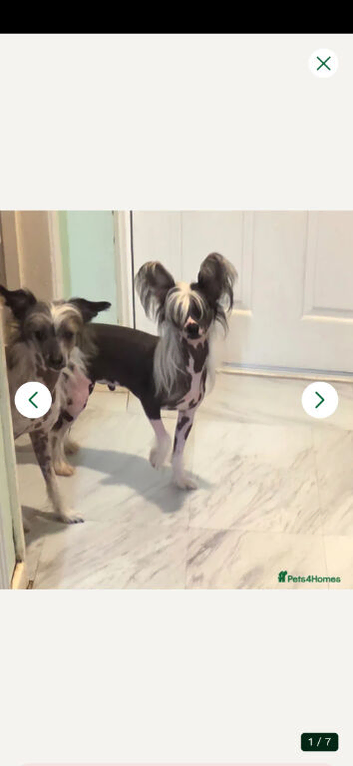 Stunning Chinese Crested Puppys