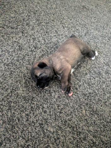 Beautiful Akita x German Shepherd Puppies &ndash; 2 Girls &bull; 1 Black Boy