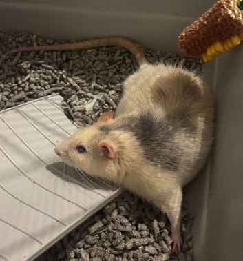 Thor- 2 year old rat