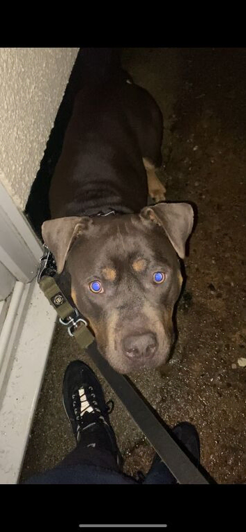 AMERICAN BULLY STUD