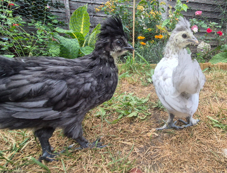 2 polish cross silkie