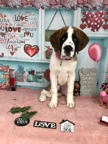 Saint Bernard