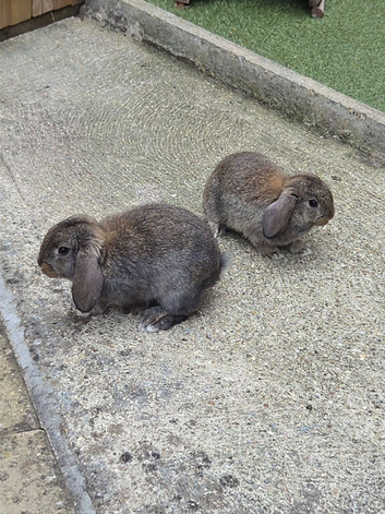 2x mini lop babies