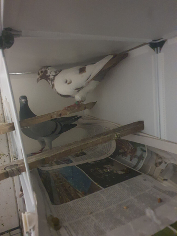Two racing hen