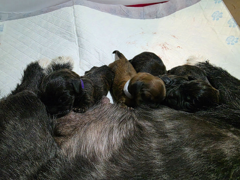 Pekingese x mini dachshund