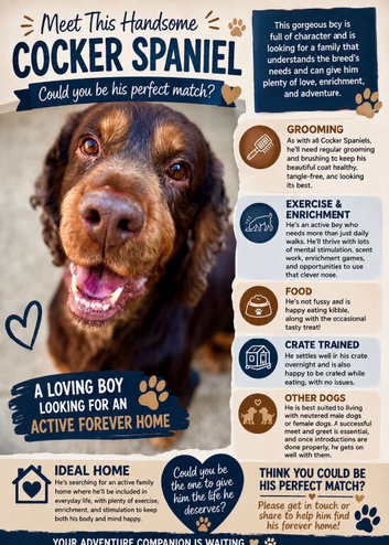 7 year old spaniel