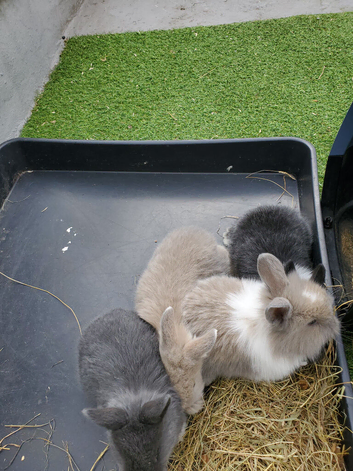 Mini lops