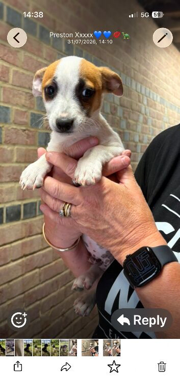 Jack Russel pup