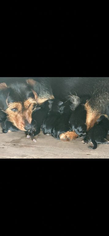 Puppies looking for a loveing home