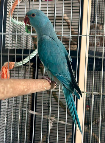 Beautiful Hand Tame Blue Indian Ringneck Parakeet For Sale
