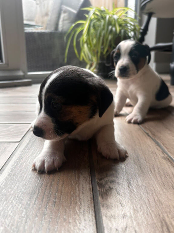 Jack Russell Puppies for Sale Swansea