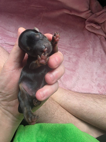 Puppies