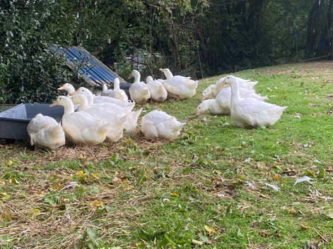 Exhibition / Show Aylesbury Ducks