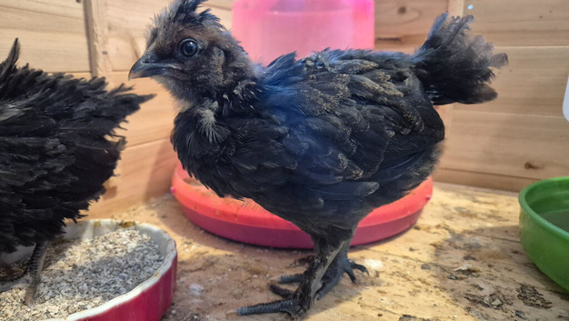 2 Polskie chicks (polish cross silkie)