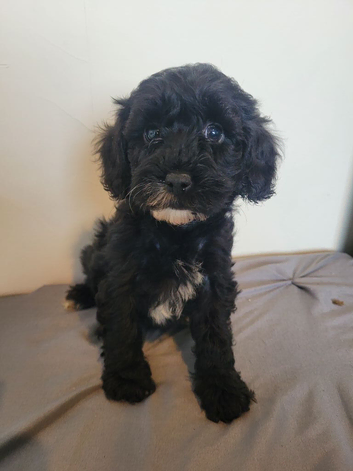 Cockerpoo cross poochon pups