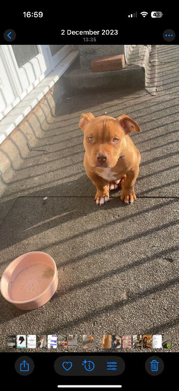 Male pocket bully