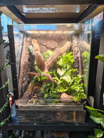 Male palm gecko & bio active enclosure