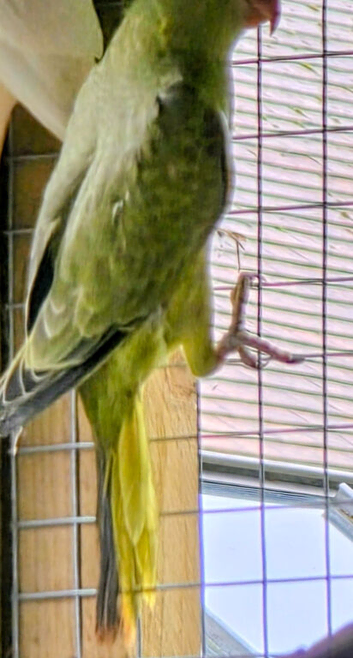 Young indian ringneck
